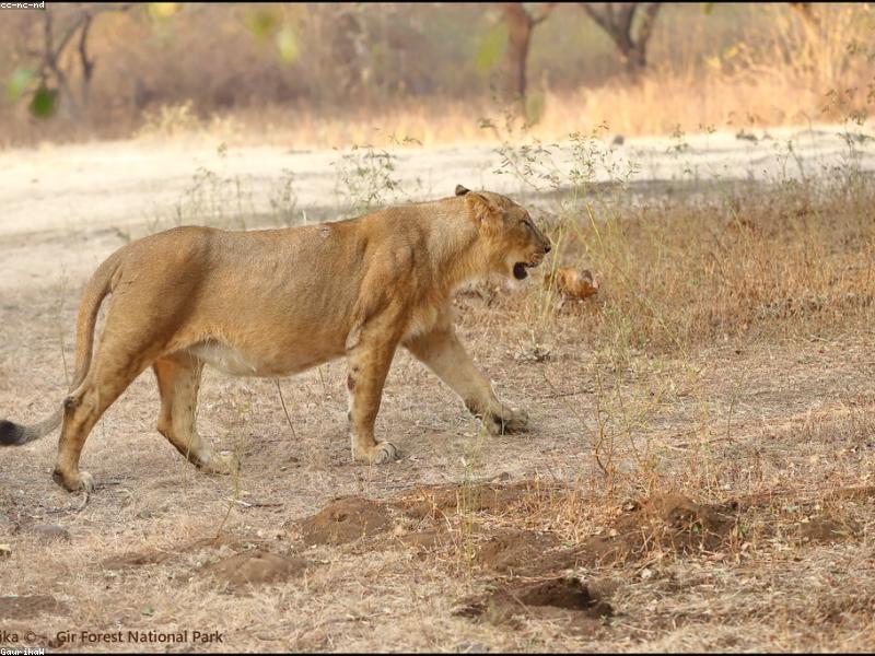 Asiatic lion in Gir Forest National Park