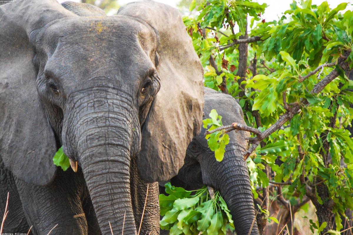 Elephant in its habitat