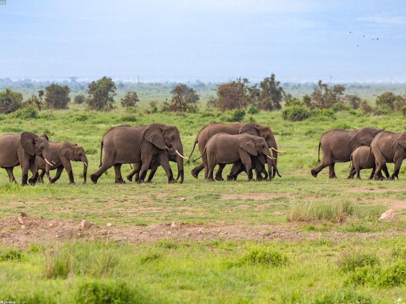 Herd of elephants on open savanna