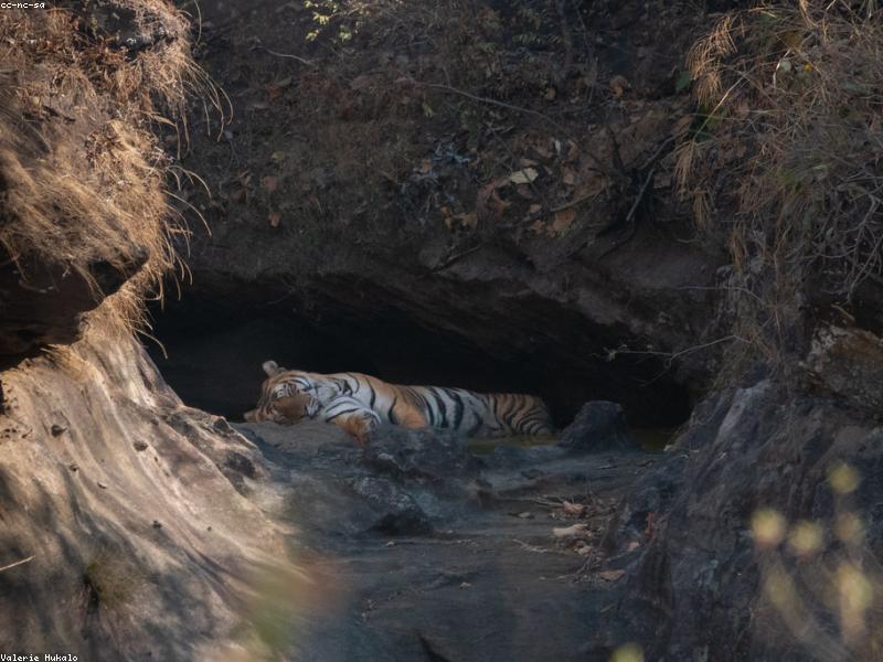 Tiger resting in a gully at Ranthambore