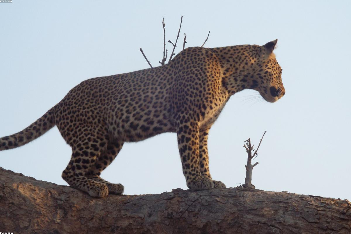 Leopard resting on a branch
