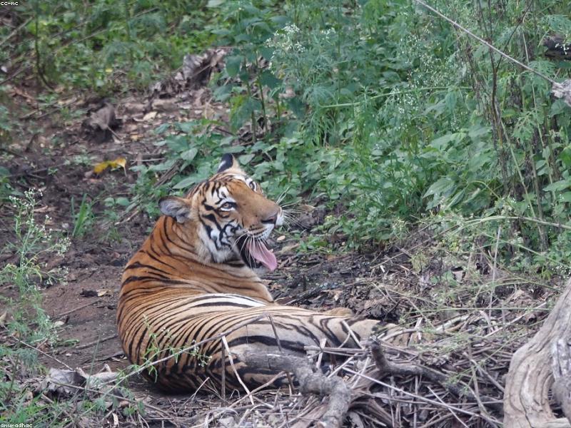 Bengal tiger in dry deciduous forest